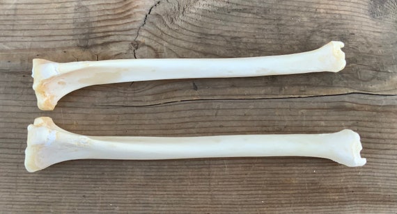 2 Coyote Tibia Leg Bones - Etsy
