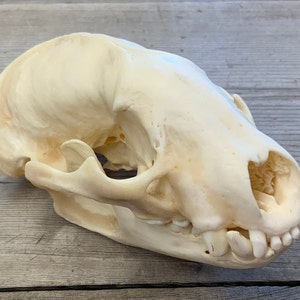 Badger Skull Authentic Montana Badger Skull Taxidea taxus #2 Grade