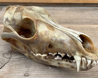 12 cleaned and peroxided Coyote Jaws great for crafts From Montana 12 cleaned and peroxided Coyote Jaws great for crafts From Montana