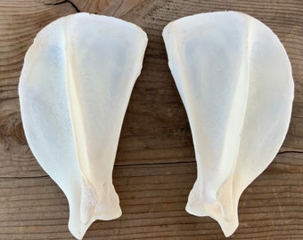 2 Coyote Scapula Bones Shoulder Blades