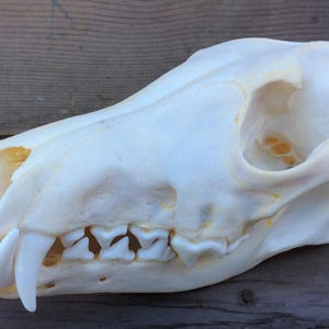 Coyote Skull Real Authentic Montana Coyote Skull