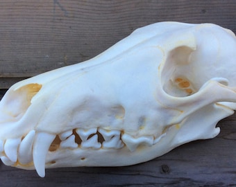 Coyote Skull Real Authentic Montana Coyote Skull