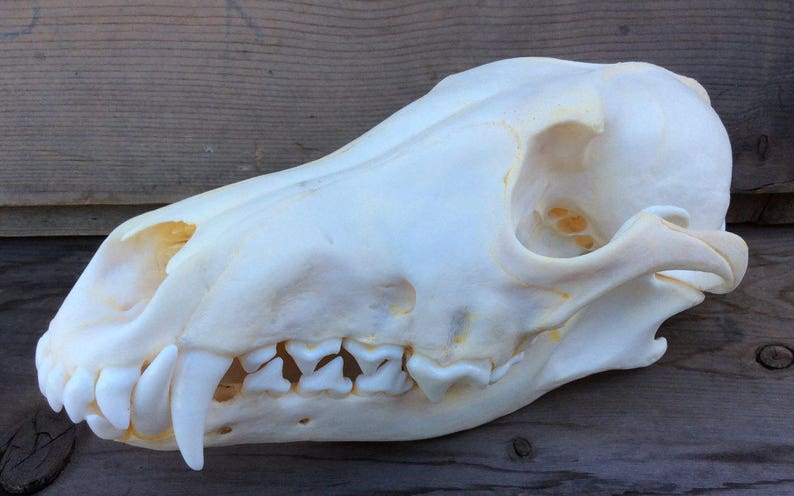 Coyote Skull Real Authentic Montana Coyote Skull 