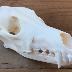 Extra Large Authentic Montana Coyote Skull