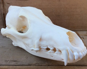Extra Large Authentic Montana Coyote Skull