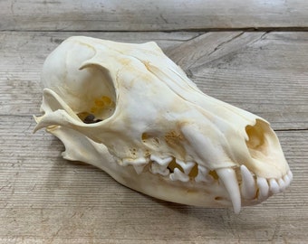 Fox Skull Real Authentic Montana Fox Skull Discolored #2 Grade