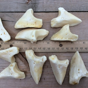 10 Bison Buffalo Toe Bones Third Phalanges