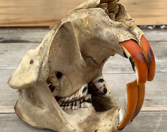 Nature Cleaned Beaver Skull Extra Large Authentic Montana Skull Castor canadensis