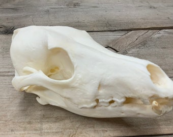 Gnarly Old Coyote Skull Real Authentic Montana Coyote Skull