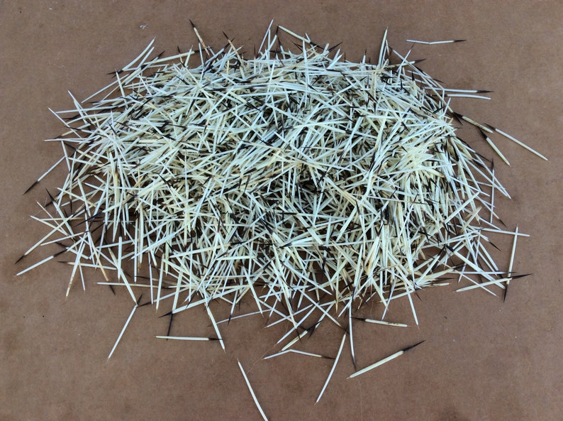1 Ounce American Porcupine Quills Etsy