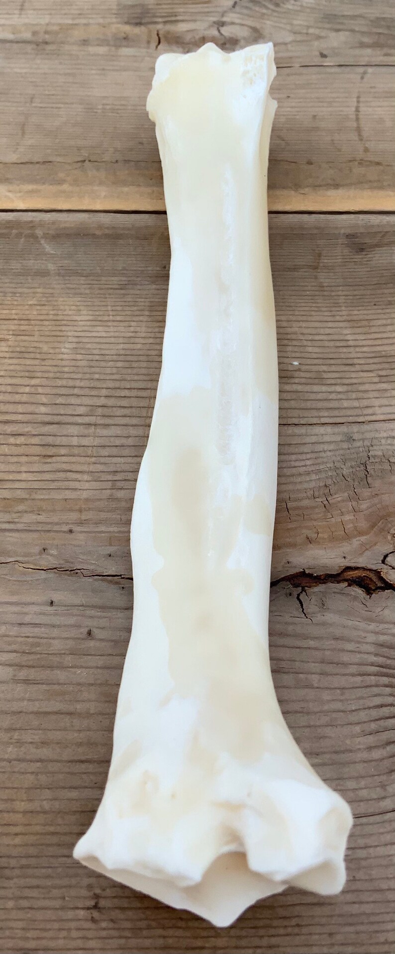 1 Deer Radius Leg Bone Knife Handle Etsy