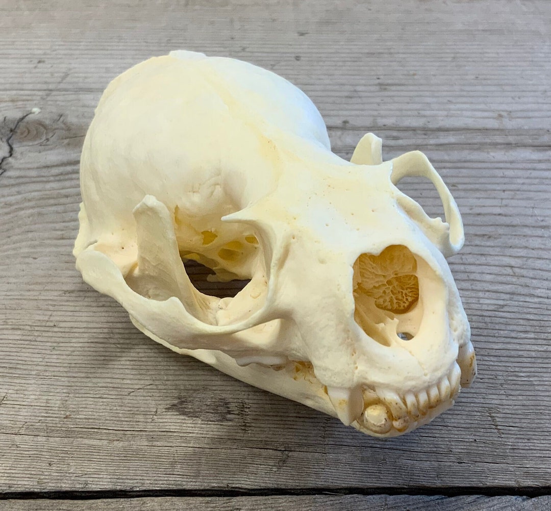 River Otter Skull Authentic Lontra Canadensis Skull 2 Grade Etsy