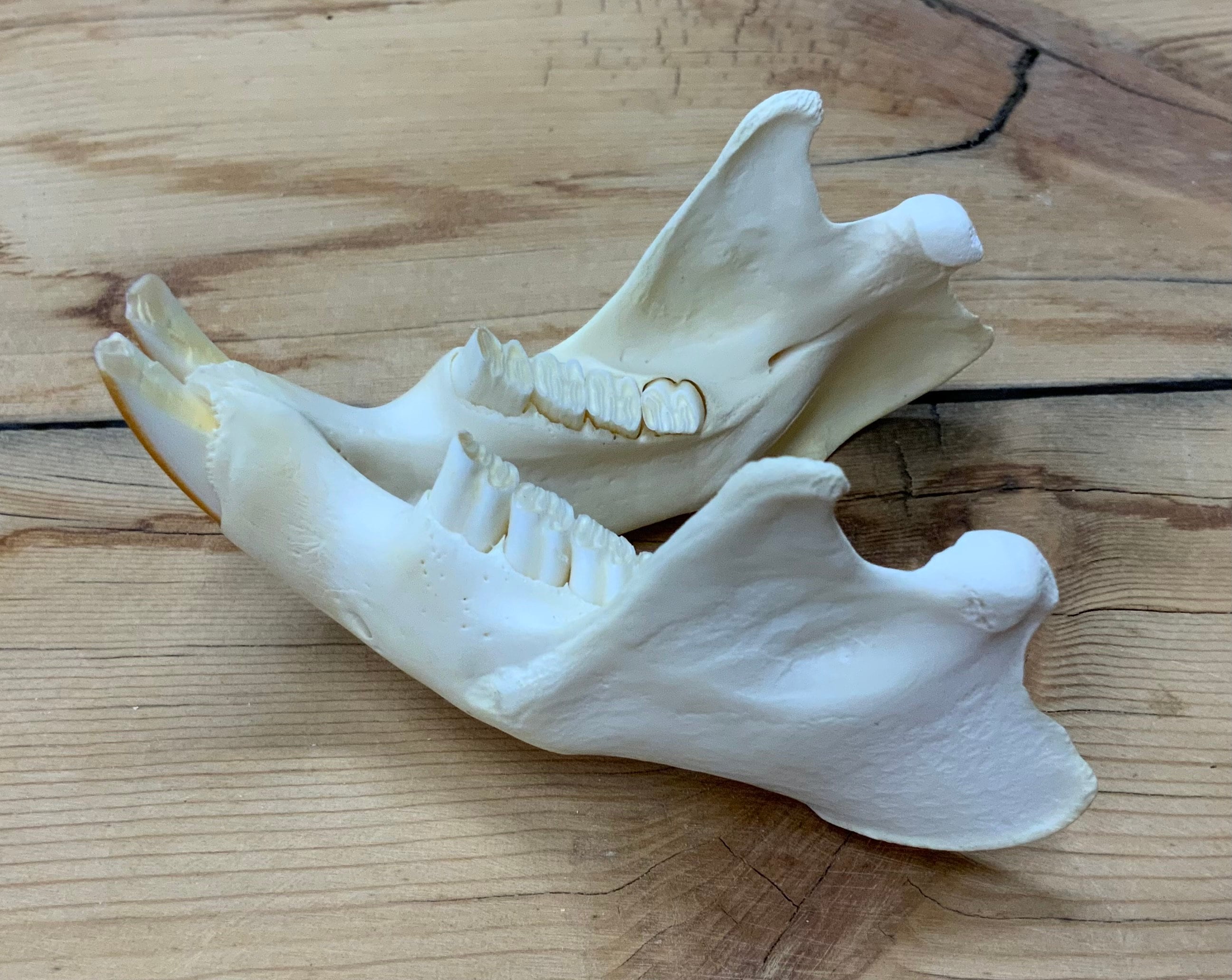 Beaver Jaws Mandibles Matched Pair Authentic Large - Etsy