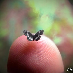 Western Admiral, Micro Miniature Butterfly, Limenitis Weidemeyerii, Dollhouse Scale, 1:12, 5/32&quot; Wingspan, 4mm, AdoreMini
