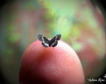 Western Admiral, Micro Miniature Butterfly, Limenitis Weidemeyerii, Dollhouse Scale, 1:12, 5/32" Wingspan, 4mm, AdoreMini