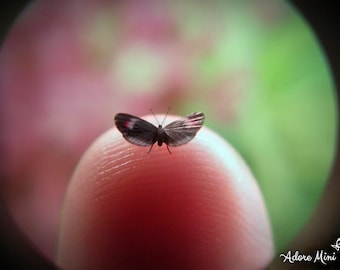 Piano Key, Micro Miniature Butterfly, Heliconius Melpomene, Dollhouse Scale, 1:12, 1/4" Wingspan, 6mm, AdoreMini