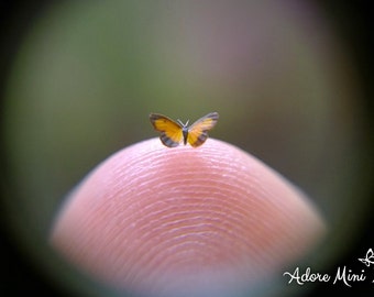 Sleepy Orange, Micro Miniature Butterfly, Eurema Nicippe, Dollhouse Scale, 1:12, 1/8" Wingspan, 3mm, AdoreMini