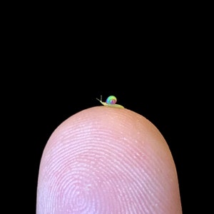 以下が含まれることがあります： 虹色の殻を持つ小さなカタツムリが、黒い背景に指の先にいます。カタツムリの殻は、青、緑、黄色、ピンクなど、鮮やかな色合いを示しています。指先は薄いピンク色です。