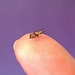 MICRO Mini Garden Snail, 1mm Shell, Handmade 1:12 Scale Miniature Brown ...