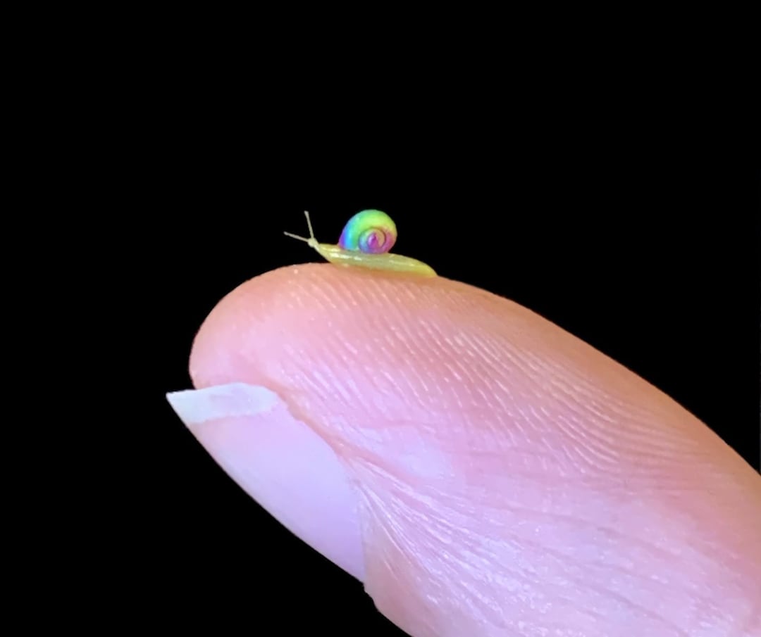 JUMBO Mini Rainbow Shell Garden Snail, 2mm Shell, Handmade 1:6 Scale ...