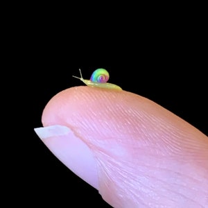 以下が含まれることがあります： 虹色の殻を持つ小さなカタツムリが、黒い背景の中で指先にいます。カタツムリの殻は鮮やかな色のスペクトルを示し、体は淡い黄色です。この画像は、小さな生き物と人間の指とのコントラストを際立たせています。