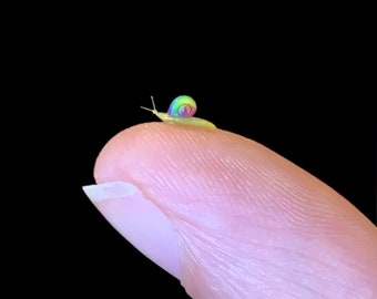 JUMBO Mini Rainbow Shell Garden Snail, 2mm Shell, Handmade 1:6 Scale Miniature Snail, The Perfect "It's Nothing Big" Gift
