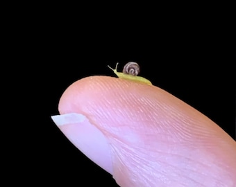 JUMBO Mini Garden Snail, 2mm Shell, Handmade 1:6 Scale Miniature Brown And Green Snail, The Perfect "It's Nothing Big" Gift