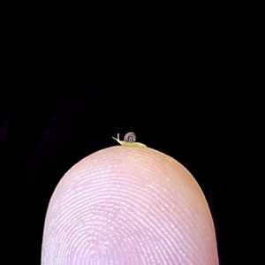 MICRO Mini Garden Snail, 1mm Shell, Handmade 1:12 Scale Miniature Brown And Green Snail, The Perfect &quot;It&#39;s Nothing Big&quot; Gift