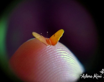 Julia, Micro Miniature Butterfly, Dryas Julia, Dollhouse Scale, 1:12, 1/4" Wingspan, 6mm, AdoreMini