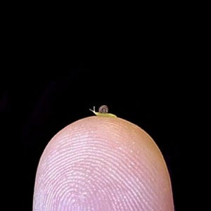 May include: A tiny snail with a spiral shell crawls across the tip of a human finger. The finger is pink and has visible fingerprints. The background is solid black, highlighting the small size of the snail.
