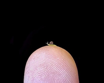 MICRO Mini Garden Snail, 1mm Shell, Handmade 1:12 Scale Miniature Brown And Green Snail, The Perfect "It's Nothing Big" Gift