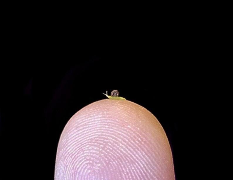 MICRO Mini Garden Snail, 1mm Shell, Handmade 1:12 Scale Miniature Brown ...