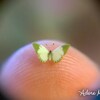 MICRO Mini Garden Snail, 1mm Shell, Handmade 1:12 Scale Miniature Brown ...