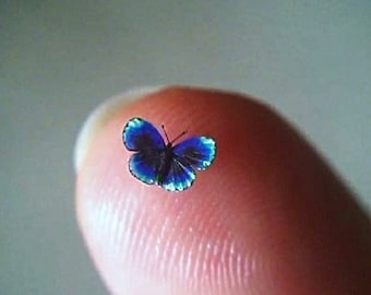 Blue Callithea, Micro Miniature Butterfly, Asterope Leprieuri, Dollhouse Scale, 1:12, 3/16" Wingspan, 5mm, AdoreMini