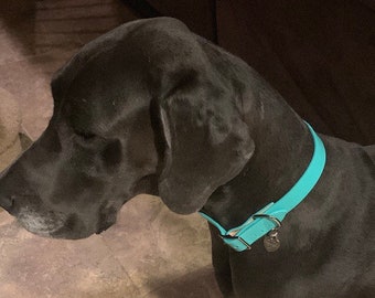 tiffany & co dog collar