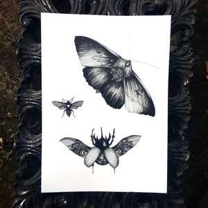 Insecta; Art Sticker Sheet