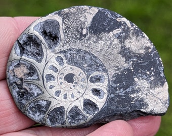 Ammonite Fossil, Pyritised with Calcite, Polished Pair, Morocco