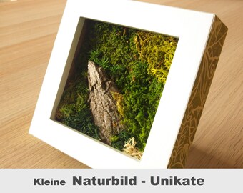 Small moss picture Small nature pictures Real moss wall picture with ball moss flat moss tree bark moss pictures vertical garden customizable
