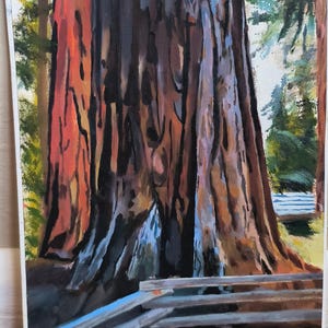California Redwood Tree