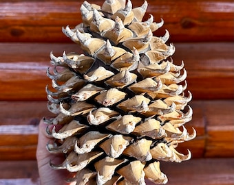 Giant California Coulter Pine Cone Pinus coulteri (Widow-Maker)
