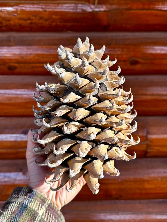 12 Pine Cone Images and Pine Branches! - The Graphics Fairy