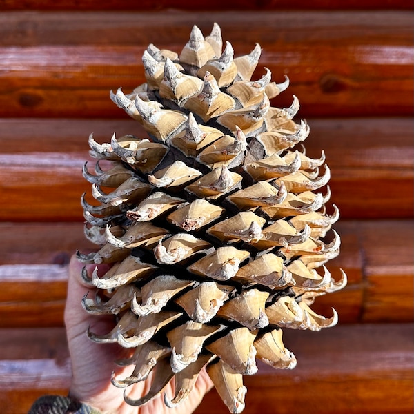 Giant California Coulter Pine Cone Pinus coulteri (Widow-Maker)