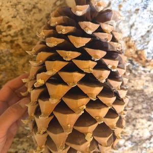 May include: A large, woody pine cone featuring a symmetrical arrangement of overlapping, triangular scales. The scales are colored in shades of light tan and dark brown, with visible patches of dried, pale yellow resin on the outer edges.