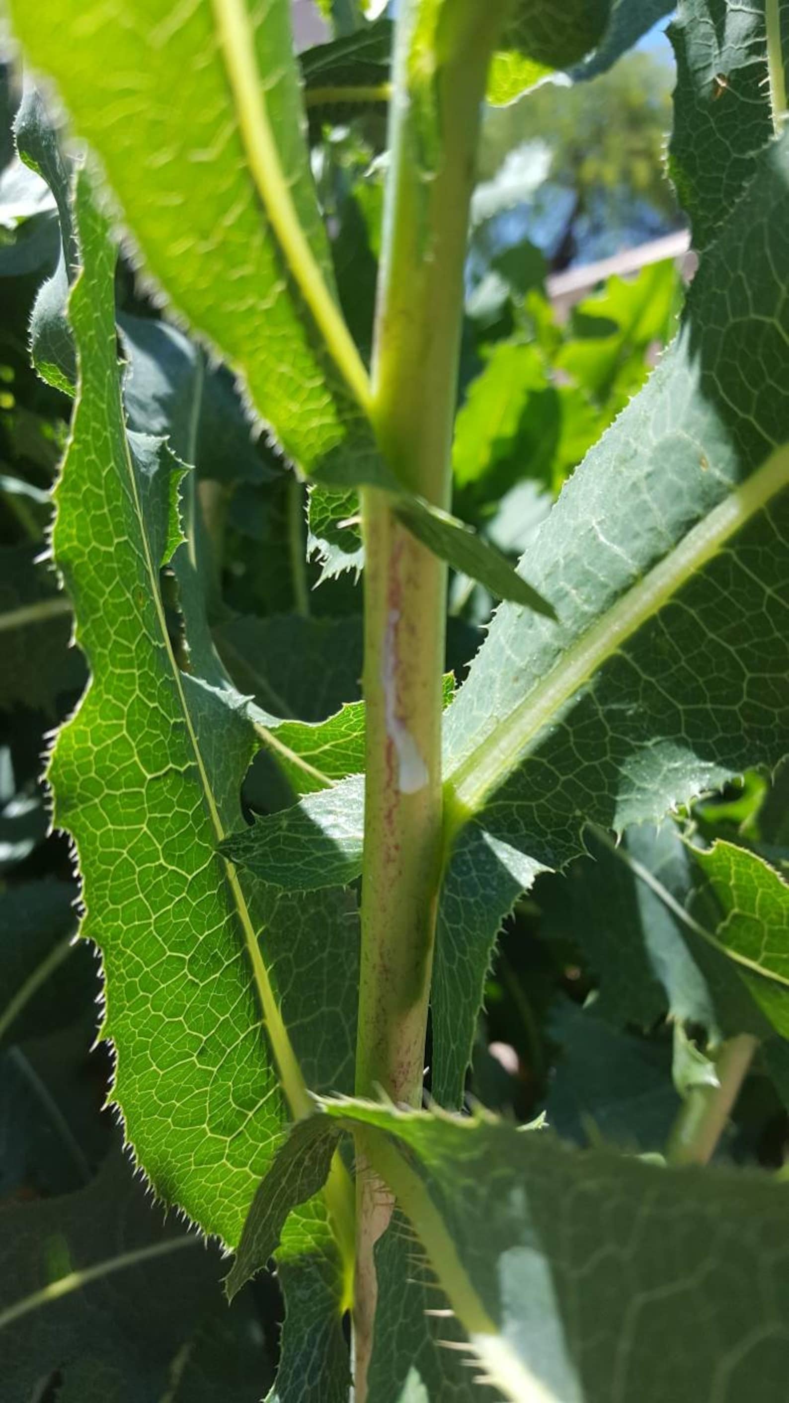 Wild Lettuce Seeds Lactuca Serriola prickly Organic Etsy