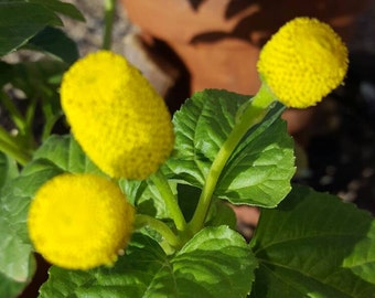 Toothache flower seeds! splianthes Organic