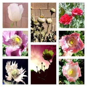 poppy seeds mixed veriety 1000 seeds afgan specials, persian white, giganteum and more!