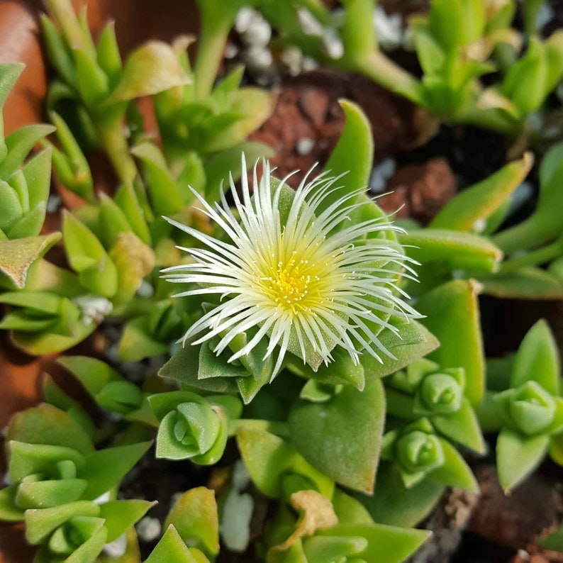 Sceletium tortuosum Kanna plants