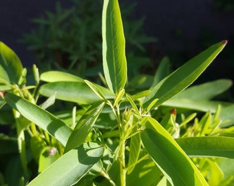 dancing plant , live plant!! Aka telagraph plant.