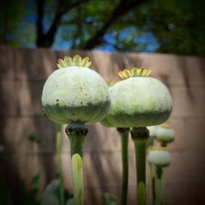 Izmir Afghan special galania poppy seeds