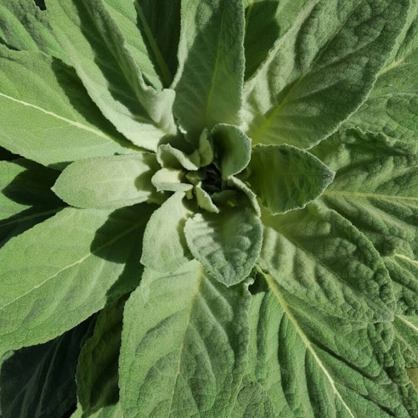 Common mullein seeds 100 count. Organic